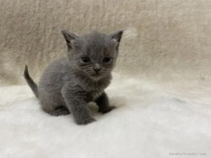 ID：2112-01131の子猫