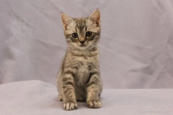 ID:1607-00968の子猫