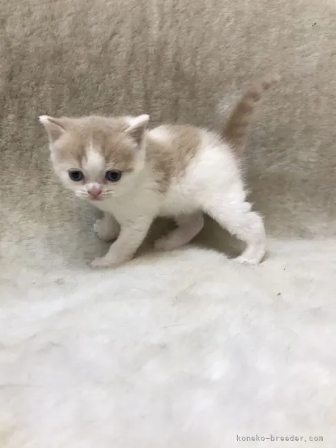 ID：2105-02280の子猫