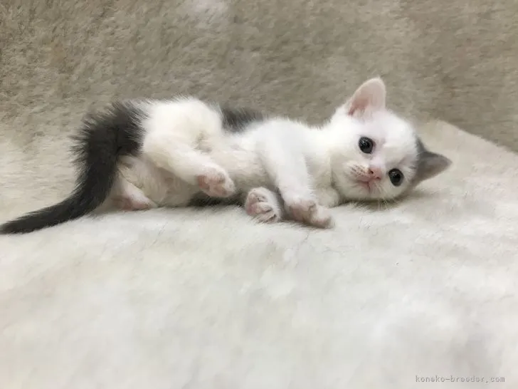 ID：2106-01693の子猫