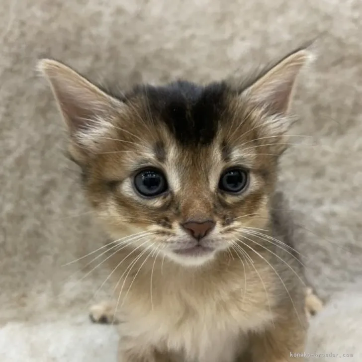 ID:2303-01815の子猫