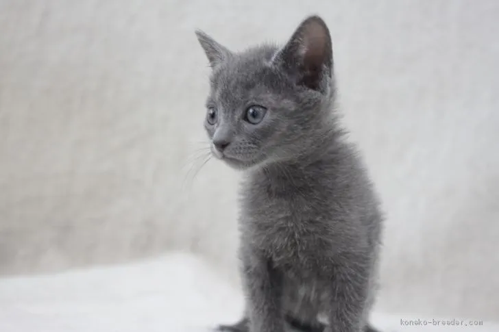 tamanujan 様のお迎えした子猫