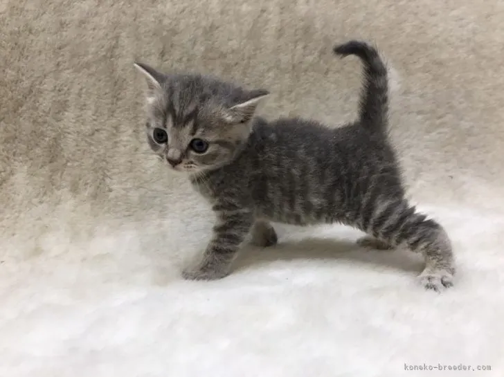 ID:2106-00628の子猫
