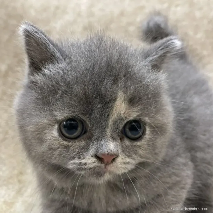 ID：2306-01618の子猫