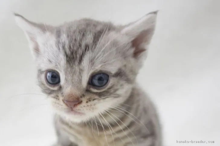 ID:1704-01237の子猫