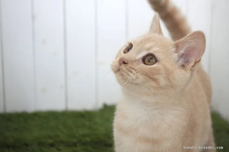 ID：1803-00765の子猫