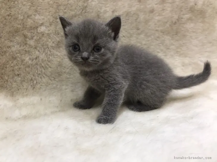 ID:2107-01238の子猫