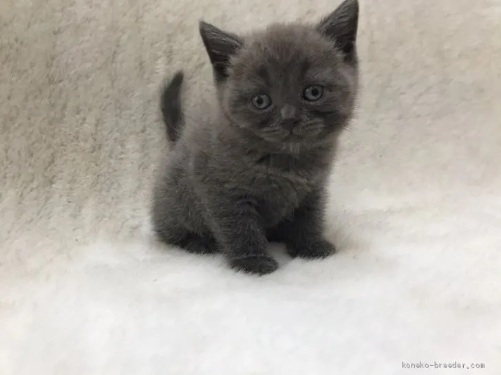ID:2005-00259の子猫