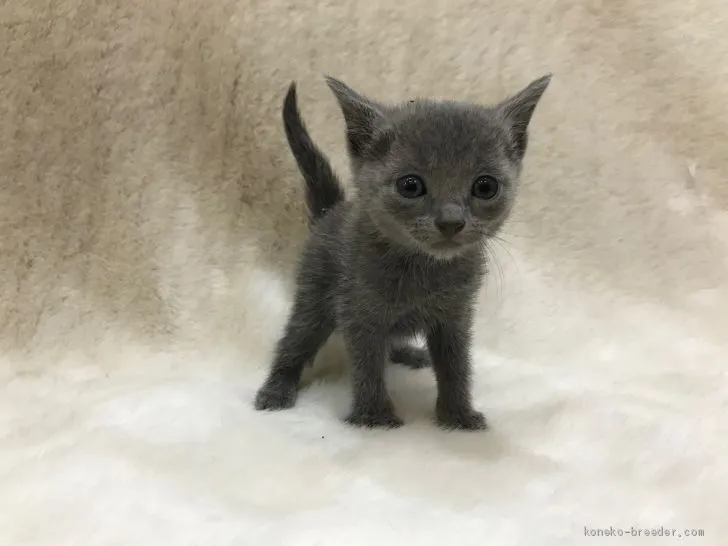 ID：1909-01800の子猫