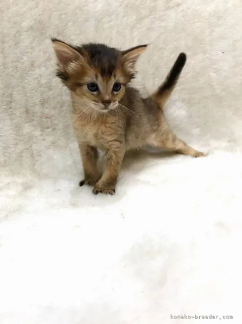 ID：2105-01355の子猫