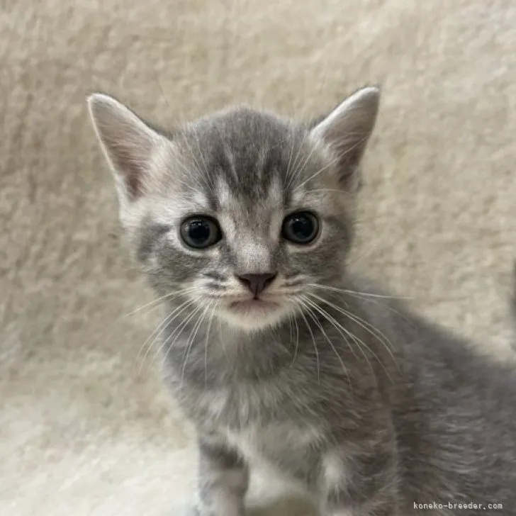 ID：2306-01625の子猫