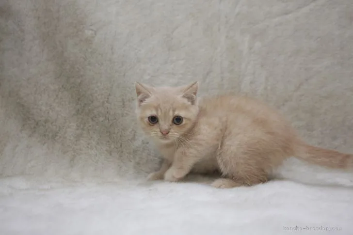 ID:2007-01704の子猫