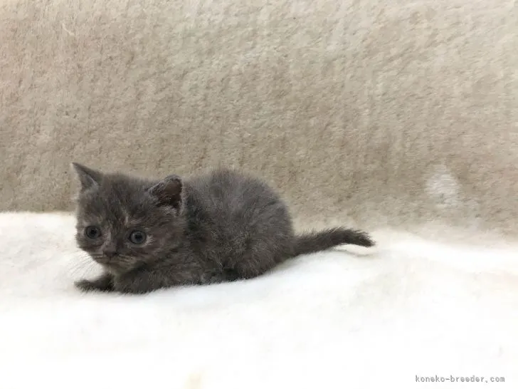 ID：2104-02127の子猫