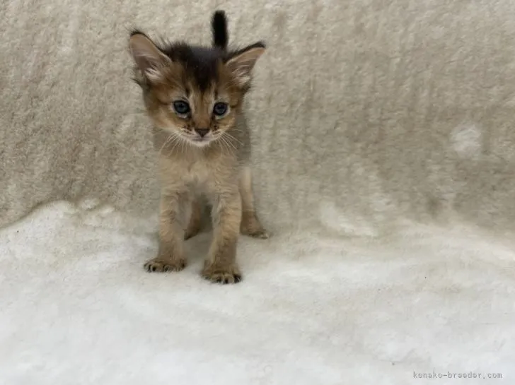 ID：2109-01861の子猫