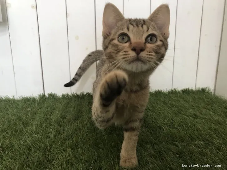 ID:1811-00259の子猫