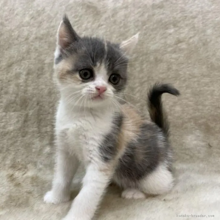 ID：2207-01568の子猫