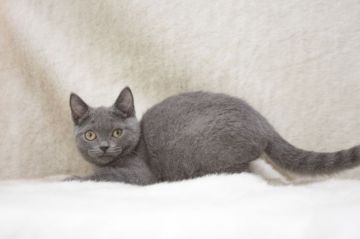 ブリティッシュショートヘア【東京都・男の子・2020年5月3日・ブルー】の写真「おとなしい男の子」