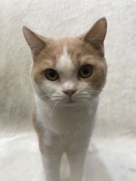 ブリティッシュショートヘア【東京都・男の子・2019年4月1日・クリーム&ホワイト】の写真「性格の良い男の子」
