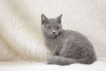 ブリティッシュショートヘア【東京都・男の子・2020年5月3日・ブルー】の写真「おとなしい男の子」