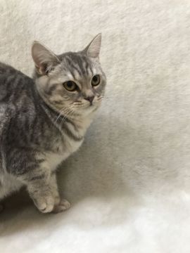 ブリティッシュショートヘア【東京都・女の子・2019年4月17日・ブルークリーム】の写真「お値段変更しました」