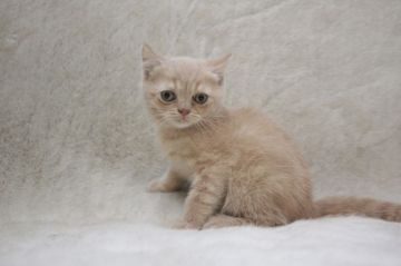 ブリティッシュショートヘア【東京都・男の子・2020年5月20日・クリーム】の写真「おとなしい男の子」