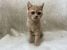 ブリティッシュショートヘア【東京都・男の子・2021年9月6日・クリームタビー】の写真1