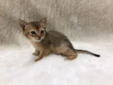 ソマリ【東京都・女の子・2021年1月29日・ルディ(ショート)】の写真1