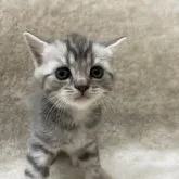 ブリティッシュショートヘア【東京都・男の子・2023年5月5日・ブルーマッカレルタビー&ホワイト】の写真1