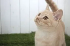 ブリティッシュショートヘア【東京都・男の子・2018年2月23日・クリーム】の写真1