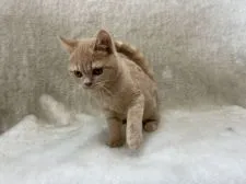 ブリティッシュショートヘア【東京都・男の子・2021年9月6日・クリームタビー】の写真2