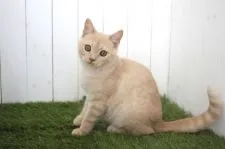 ブリティッシュショートヘア【東京都・男の子・2018年2月23日・クリーム】の写真2