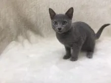 ロシアンブルー【東京都・男の子・2019年8月19日・ブルー】の写真2