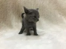 ロシアンブルー【東京都・男の子・2019年8月19日・ブルー】の写真2