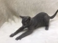 ロシアンブルー【東京都・男の子・2019年8月19日・ブルー】の写真3