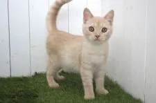 ブリティッシュショートヘア【東京都・男の子・2018年2月23日・クリーム】の写真3