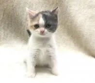 ブリティッシュショートヘア【東京都・女の子・2019年6月29日・ダイリュートキャリコ】の写真3