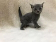 ロシアンブルー【東京都・男の子・2019年8月19日・ブルー】の写真3