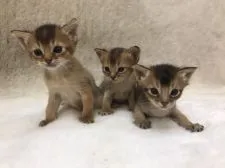 ソマリ【東京都・女の子・2021年1月29日・ルディ(ショート)】の写真3