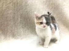 ブリティッシュショートヘア【東京都・女の子・2019年6月29日・ダイリュートキャリコ】の写真4