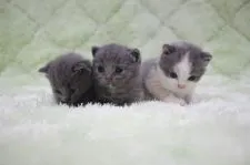 ブリティッシュショートヘア【東京都・女の子・2018年3月8日・ダイリュートキャリコ】の写真4