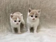 ブリティッシュショートヘア【東京都・男の子・2021年4月25日・レッド&ホワイト】の写真4