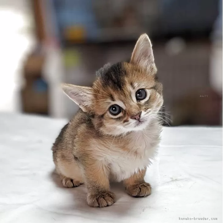 ID：2509-00281の子猫