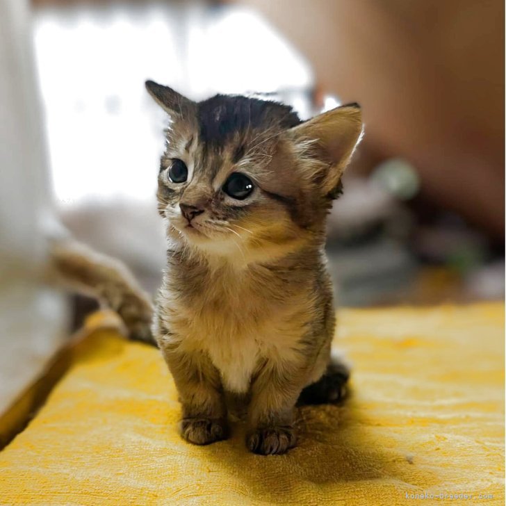 2001年　ソマリ子猫 ソマリ子猫 10月16日生まれ生後61日目の子猫ちゃん ソマリ
