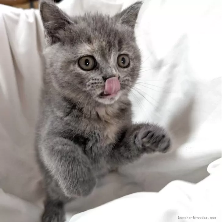 ID:2507-00268の子猫