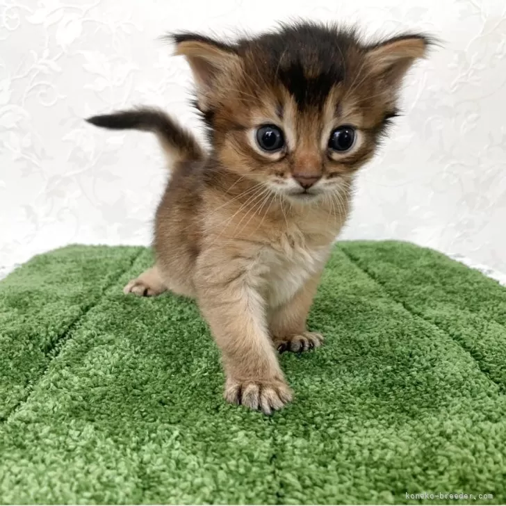 ID：2506-03115の子猫