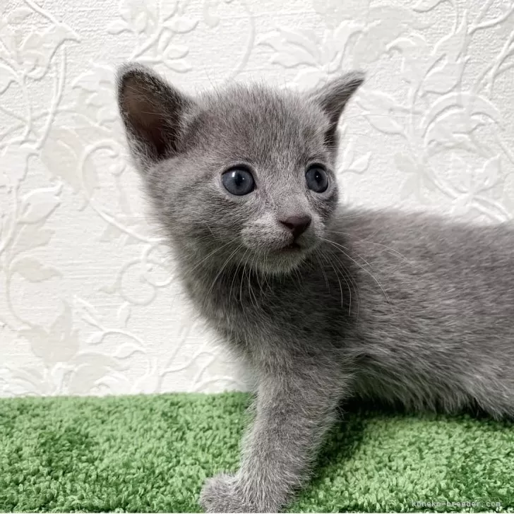 ID：2508-02624の子猫