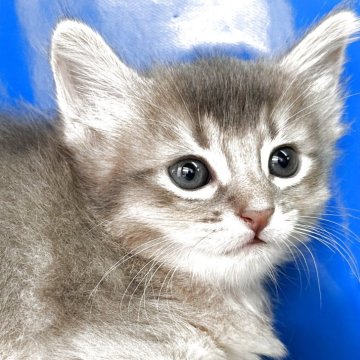ソマリ【東京都・男の子・2025年10月22日・ブルー】の写真「珍しいブルーです」