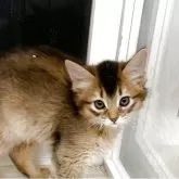 ソマリ