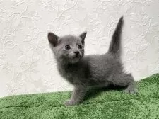 ロシアンブルー【東京都・男の子・2025年7月19日・ブルー】の写真2