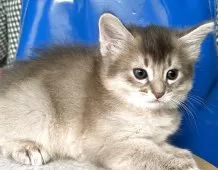 ソマリ【東京都・男の子・2025年10月22日・ブルー】の写真2